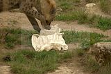 leipzig zoo-01_07_2011_zoo_allgemein_370